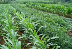 التغيرات المناخية.. تهديد الأمن الغذائي لمصر