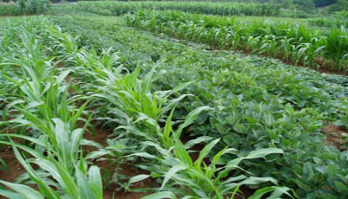 التغيرات المناخية.. تهديد الأمن الغذائي لمصر