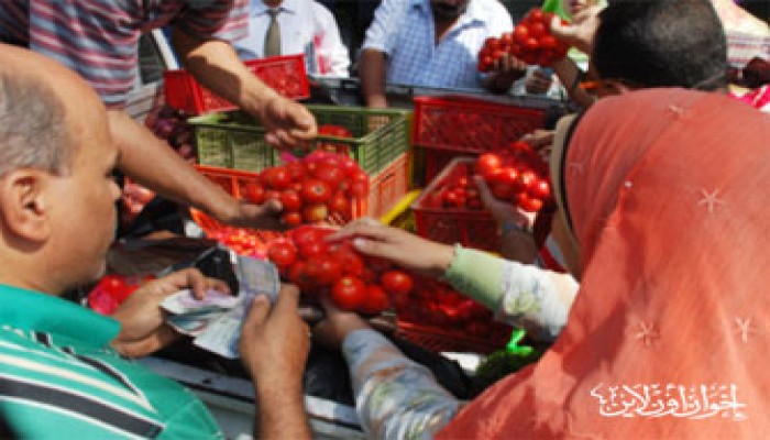 جنون الطماطم وآليات التزوير