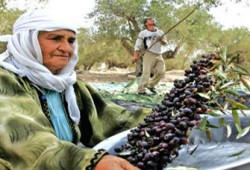 حماس تطالب بمواجهة انتهاكات الاحتلال ضد "الزيتون"