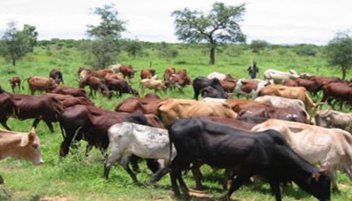 صفقة العجول الأمريكية.. استيراد السرطان للغلابة!