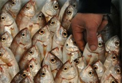 الأسماك الملوثة.. الخطر القادم على صحة المصريين