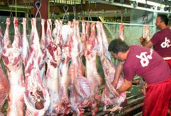 د. عبد الرحمن البر يكتب عن: الأضحية في الإسلام