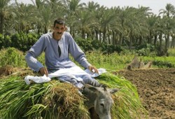 الزراعة على مائدة الوطني.. لماذا الآن؟