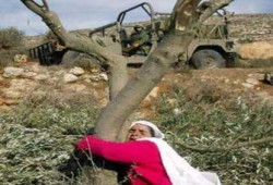 قطاف الزيتون الفلسطيني.. موسم رغم الاحتلال