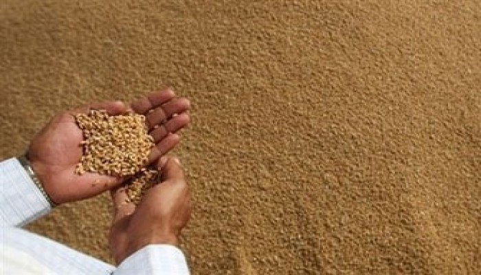 تحذيرات من تسريب القمح الفاسد إلى المحافظات