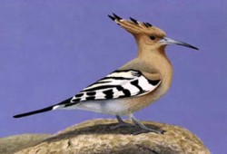 هدهد سليمان عليه السلام وعلم الإدارة