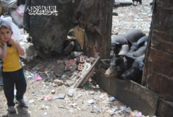 روشتة للوقاية من إنفلونزا الخنازير بصالون عليوة