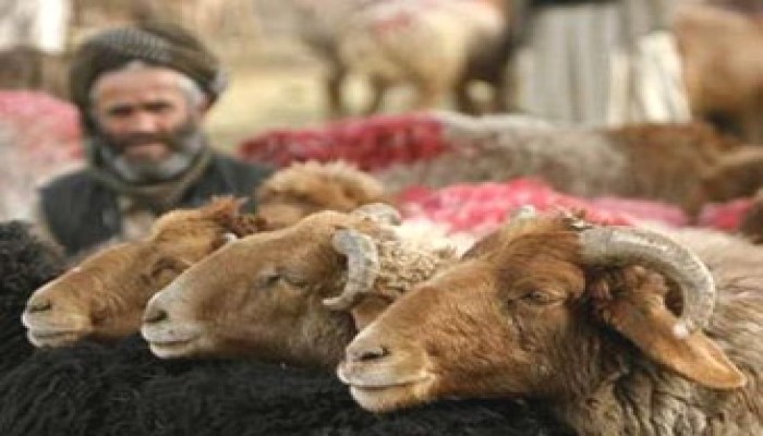 الأضحى الفلسطيني.. أسواق فارغة وفرحة مجروحة