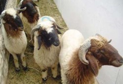 أحكام الأضحية