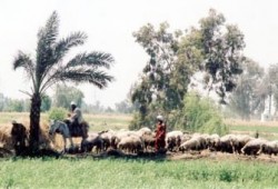 كبار السن.. أكثر سعادةً في الريف من المدينة