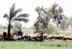كبار السن.. أكثر سعادةً في الريف من المدينة