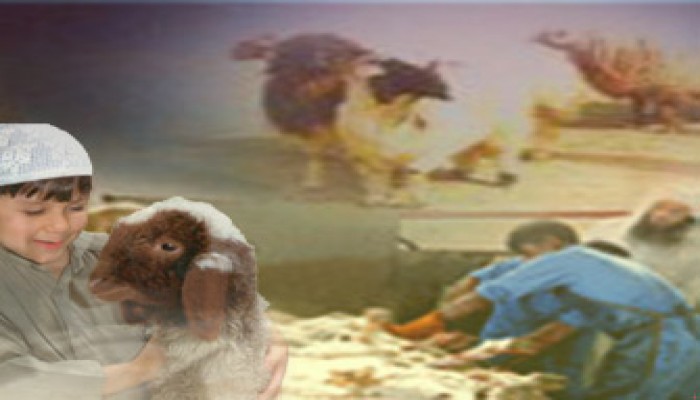 حكم العقيقة