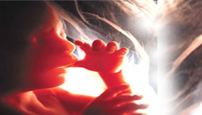 التعامل النبوي مع الأطفال قبل ولادتهم