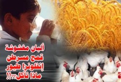 بعد الألبان المغشوشة والقمح المسرطن.. فوبيا الطعام تجتاح المصريين