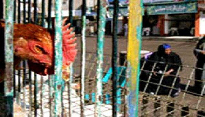 لجنة الصحة تُحذِّر من توطن أنفلونزا الطيور وتنتقد غياب إجراءات الوقاية