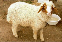 صداقات وذكريات شبابية مع خروف العيد