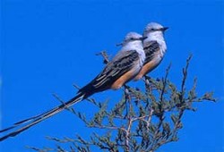 رباط الأسرة.. والخيل!!