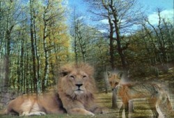 قانون أمن الغابة (قصة قصيرة)