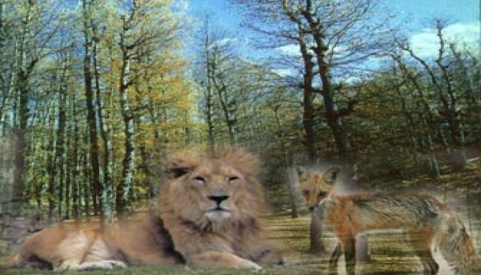 قانون أمن الغابة (قصة قصيرة)