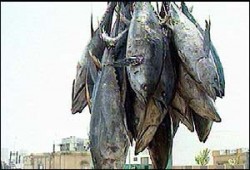 أكل الأسماك الكبيرة