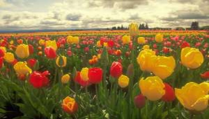 قضاء الحوائج