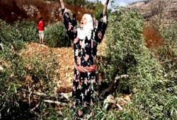 الاحتلال الصهيوني يشن حملة اعتقالات في الضفة.. وقطع أشجار زيتون