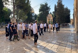همج صهاينة يقتحمون "الأقصى"..  واعتقالات بالقدس والضفة