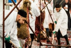غضب إسلامي ضد تأييد قرار حظر بلجيكا "الذبح الحلال" بدون صعق