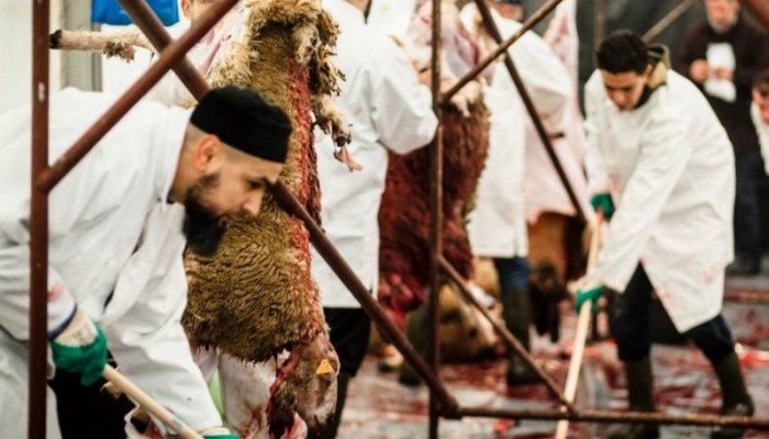 غضب إسلامي ضد تأييد قرار حظر بلجيكا "الذبح الحلال" بدون صعق