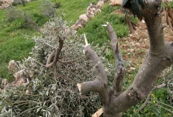 الاحتلال يواصل جرائمه بالقدس والضفة.. اعتقالات واعتداءات وتجريف أراض
