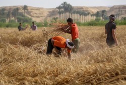 زيادة طفيفة في سعر توريد القمح تثير غضب مزارعي مصر