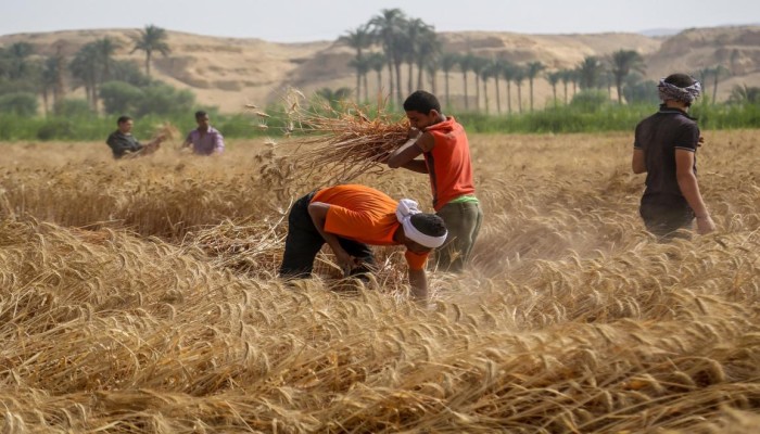 زيادة طفيفة في سعر توريد القمح تثير غضب مزارعي مصر