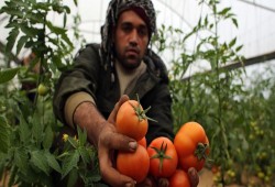 الاحتلال الصهيوني يعرقل تصدير مزارعي غزة لمنتجاتهم