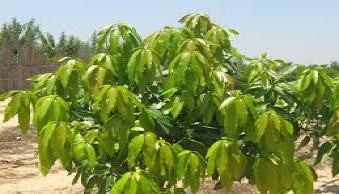 تراجع محصول المانجو 80% بسبب موجة الحر