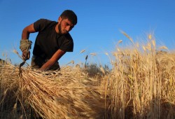 سورية.. النظام يعجز عن تسديد ثمن القمح للفلاحين