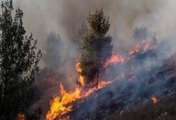 70 حريقاً أشعلها فلسطينيون في مستوطنات شمال الضفة