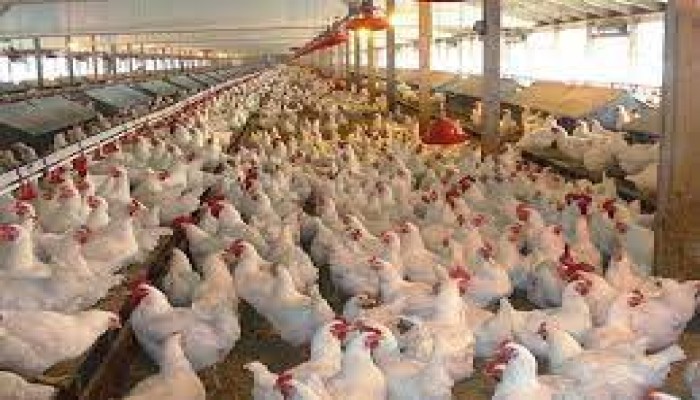 وسط إهمال الرقابة.. تفاقم تجارة الأعلاف المغشوشة يهدد الثروة الحيوانية