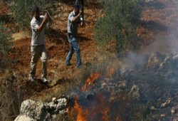 مستوطنون يضرمون النار بأشجار الزيتون شمالي الضفة
