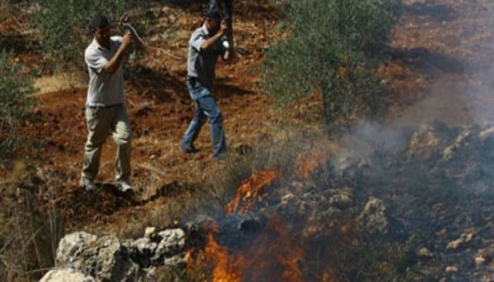 مستوطنون يضرمون النار بأشجار الزيتون شمالي الضفة