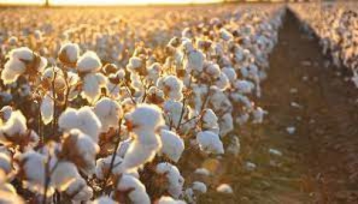 6 شركات تشتري القطن من الباطن لحساب الجنرالات