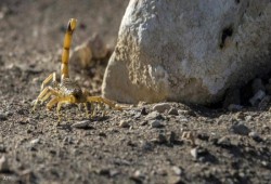 3 وفيات و500 مصاب بلدغات عقارب بأسوان