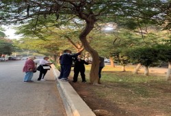 مبادرة شعبية لترقيم الأشجار المهددة بالقطع في أحياء وشوارع مصر الجديدة
