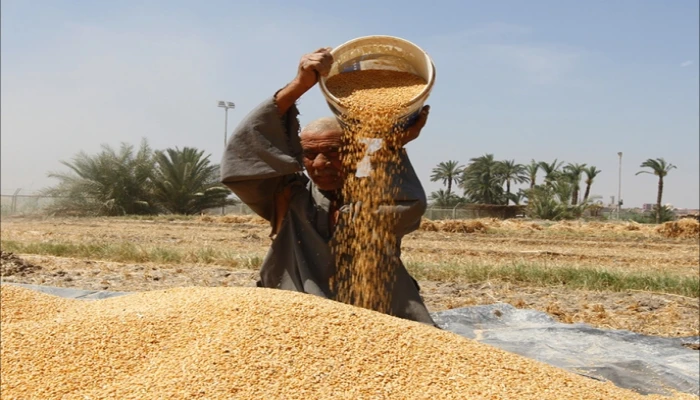 القمح المعدل وراثيا يهدد حياة المصريين