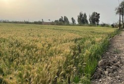 حكومة الانقلاب تمنع تداول القمح المحلي حتى نهاية أغسطس