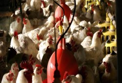 ارتفاع غير مسبوق لأسعار البيض وتوقعات باختفائه بعد غلق 40% من المزارع