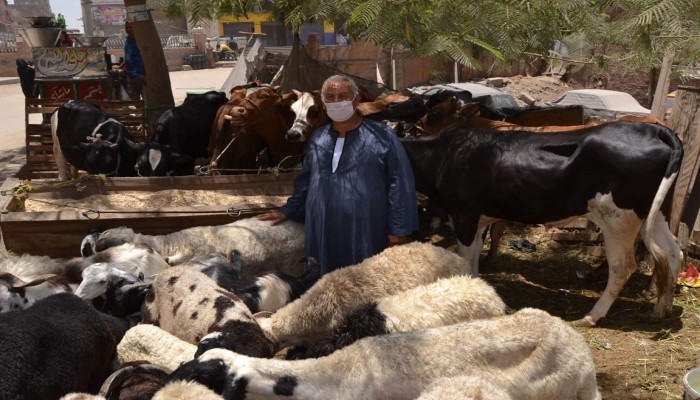 الركود يضرب سوق بيع الأضاحي في مصر