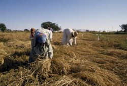 إجبار المزارعين على توريد طن أرز عن كل فدان لمخازن الحكومة
