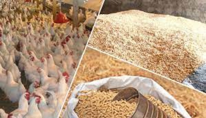 ارتفاعات غير مسبوقة في أسعار الأعلاف تصل 300%