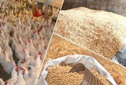 تعويم الجنيه يعمّق خسائر مربّي المواشي والدواجن